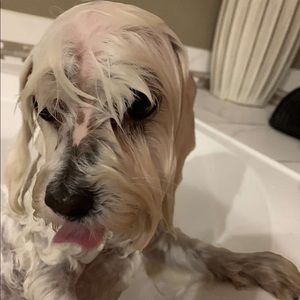 Meet your Posher, Allie